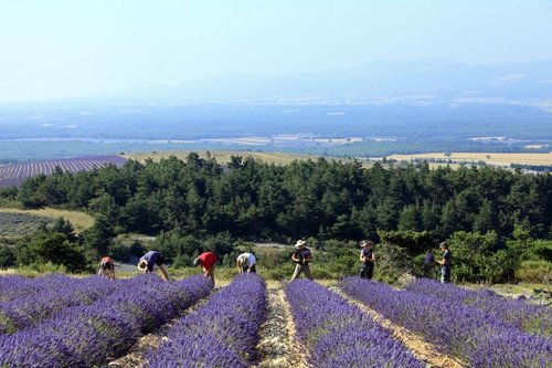 Hoe en wanneer moet je lavendel snoeien?