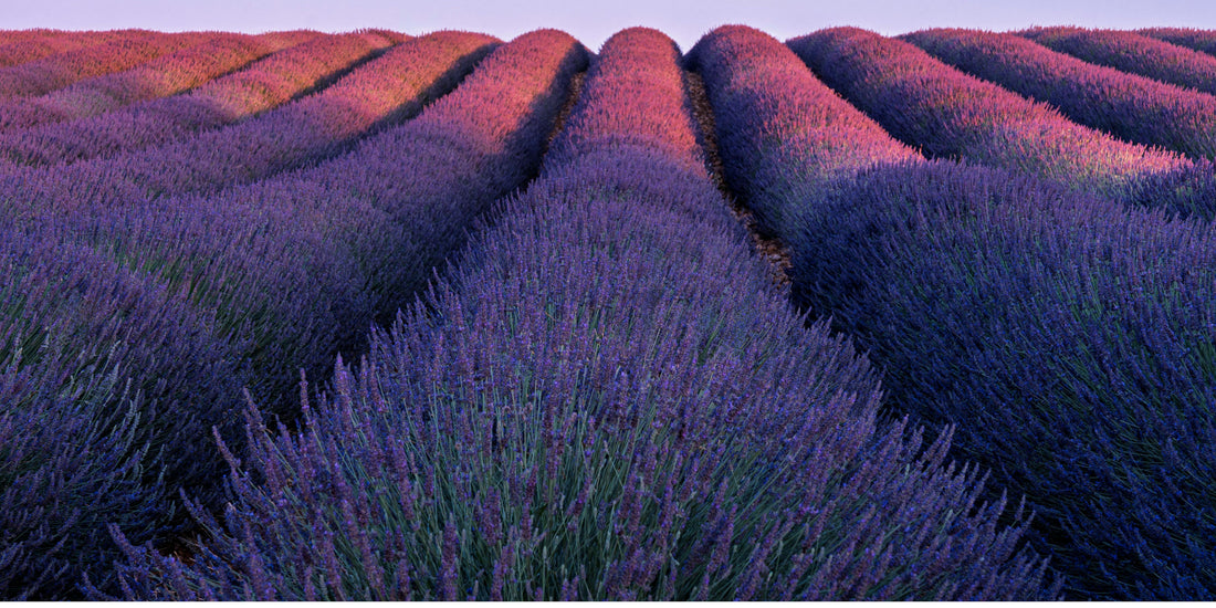 Koken met lavendel: makkelijke recepten voor thuis