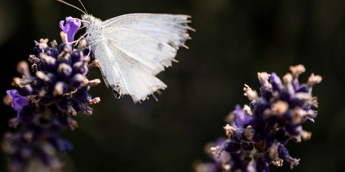 Helpt lavendel tegen motten? Zo gebruik je het effectief