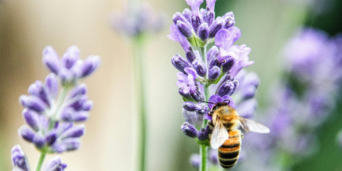 Gedroogde lavendel in bulk kopen: voordelen en toepassingen
