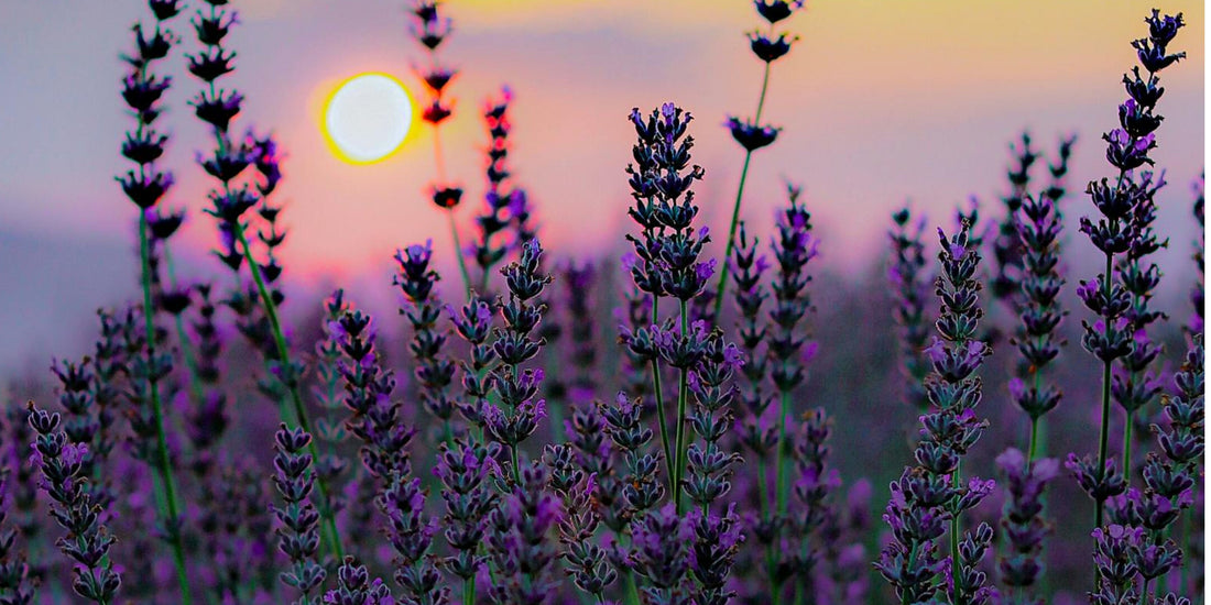 Lavendel geurzakjes: waar zijn ze goed voor en hoe gebruik je ze?