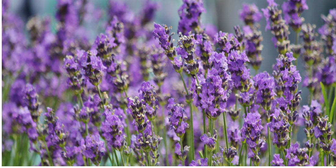 Is lavendel toegestaan als confetti op trouwlocaties?