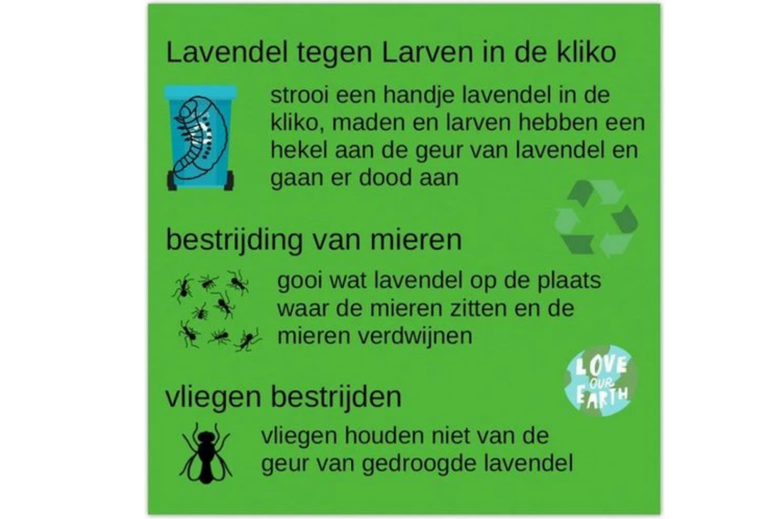 Hoe maak je een natuurlijke lavendelspray tegen insecten?