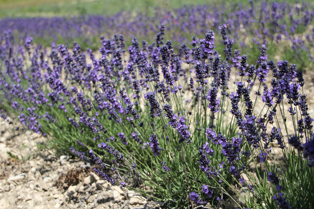 Hoe laat je je was natuurlijk naar lavendel ruiken?