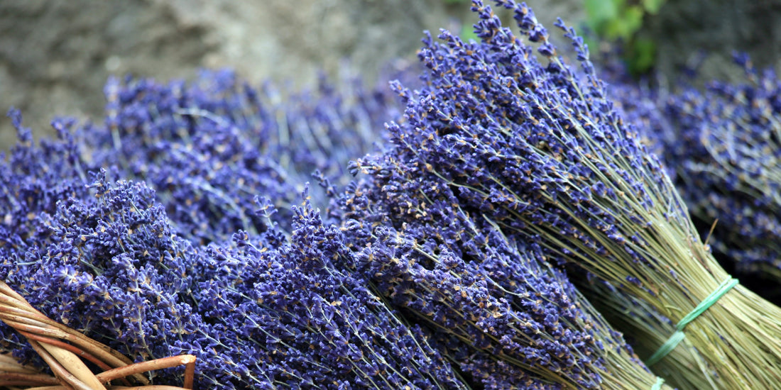 Lavendel in grote hoeveelheden kopen: waarvoor gebruik je het?