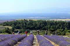 Lavendel geurzakjes met biologische lavendel - 10 zakjes à 6 gram paars - Zwart