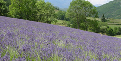 Linnen Geurzak 165 gram - Lavendel